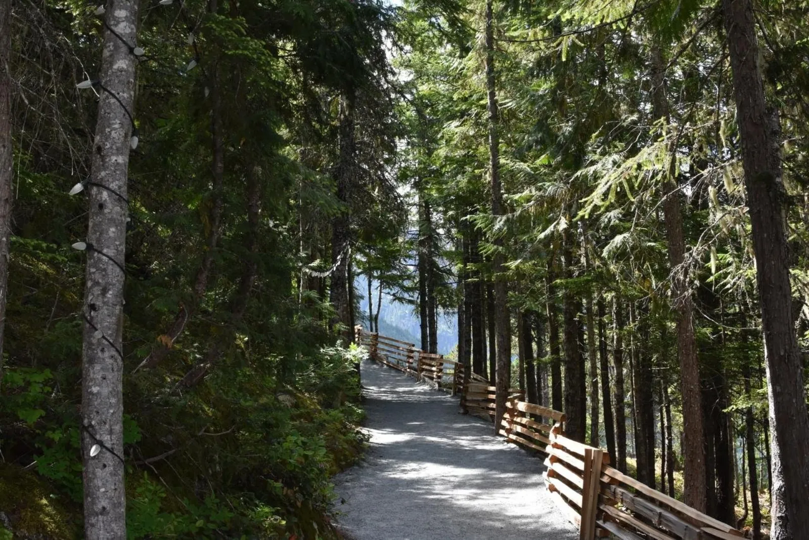 Shaded gravel trail with a wooden rail through tall coastal rainforest