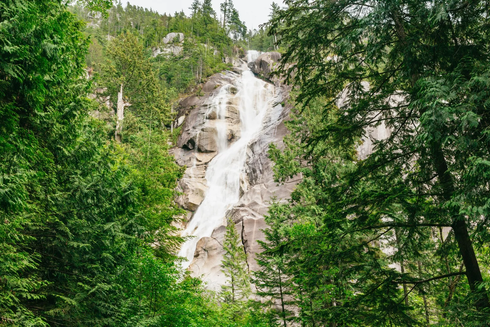 Shannon Falls pouring down a pale granite cliff framed by green conifers