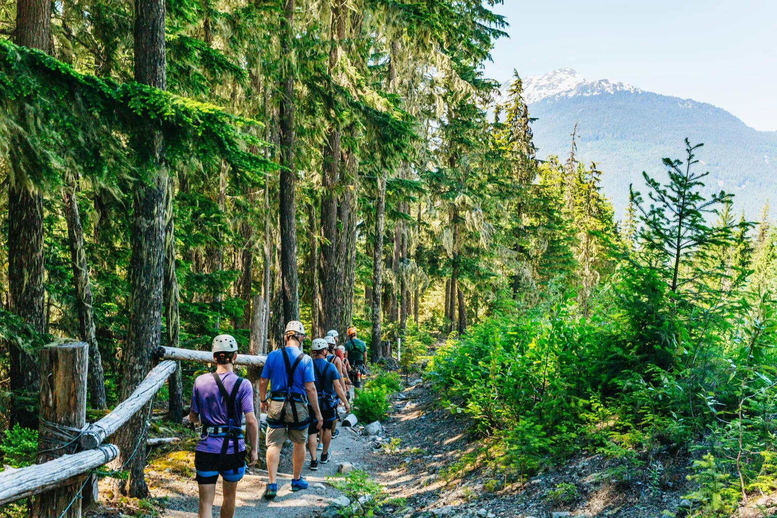 Group in harnesses walking a forest trail between lines, a snow-capped peak in the distance