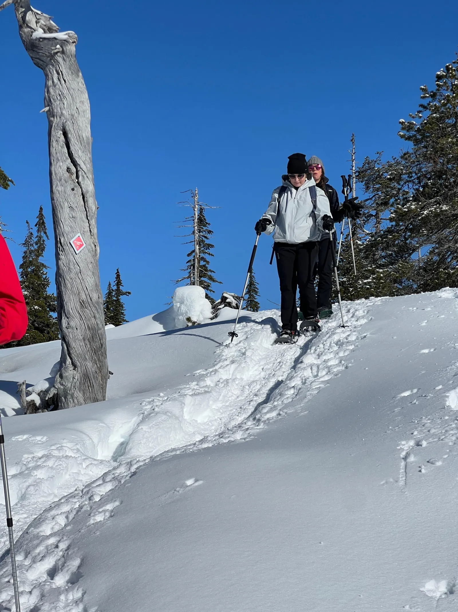 Two snowshoers descending a fresh snow slope past a weathered trail-marked tree under blue sky