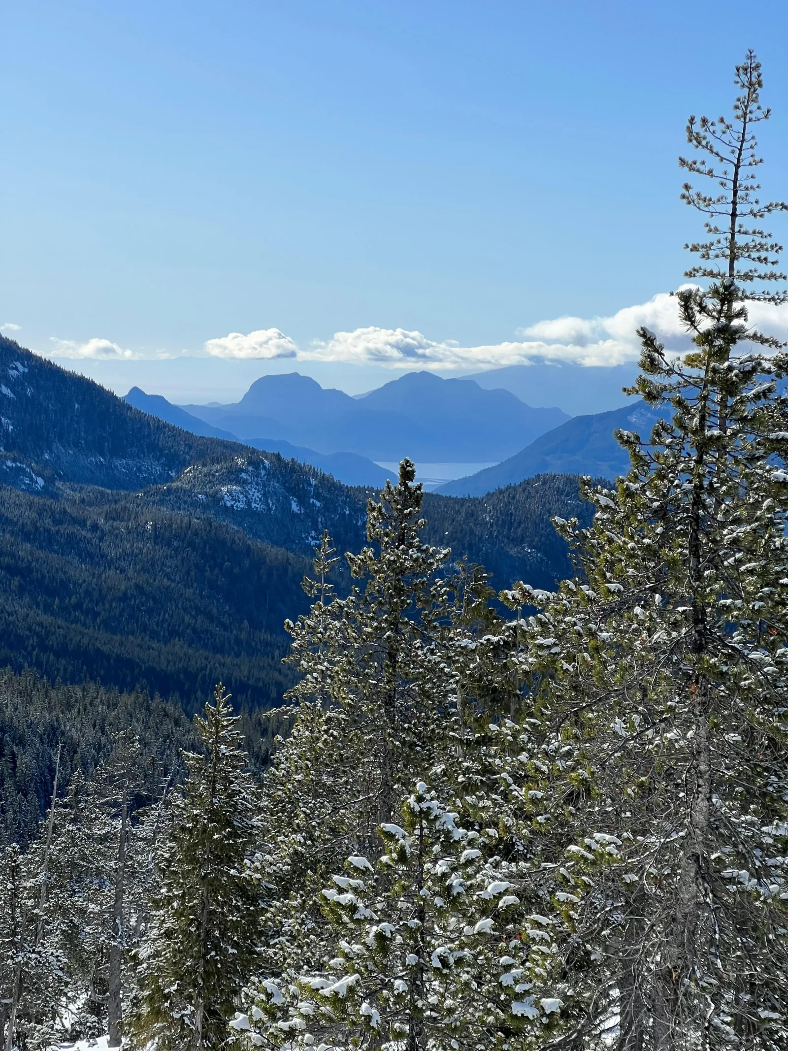 View past snow-dusted pines down a forested valley to Howe Sound and distant mountains